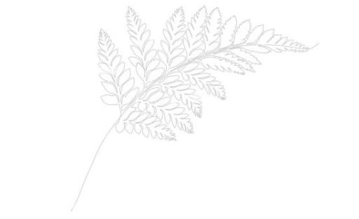 Image of fern